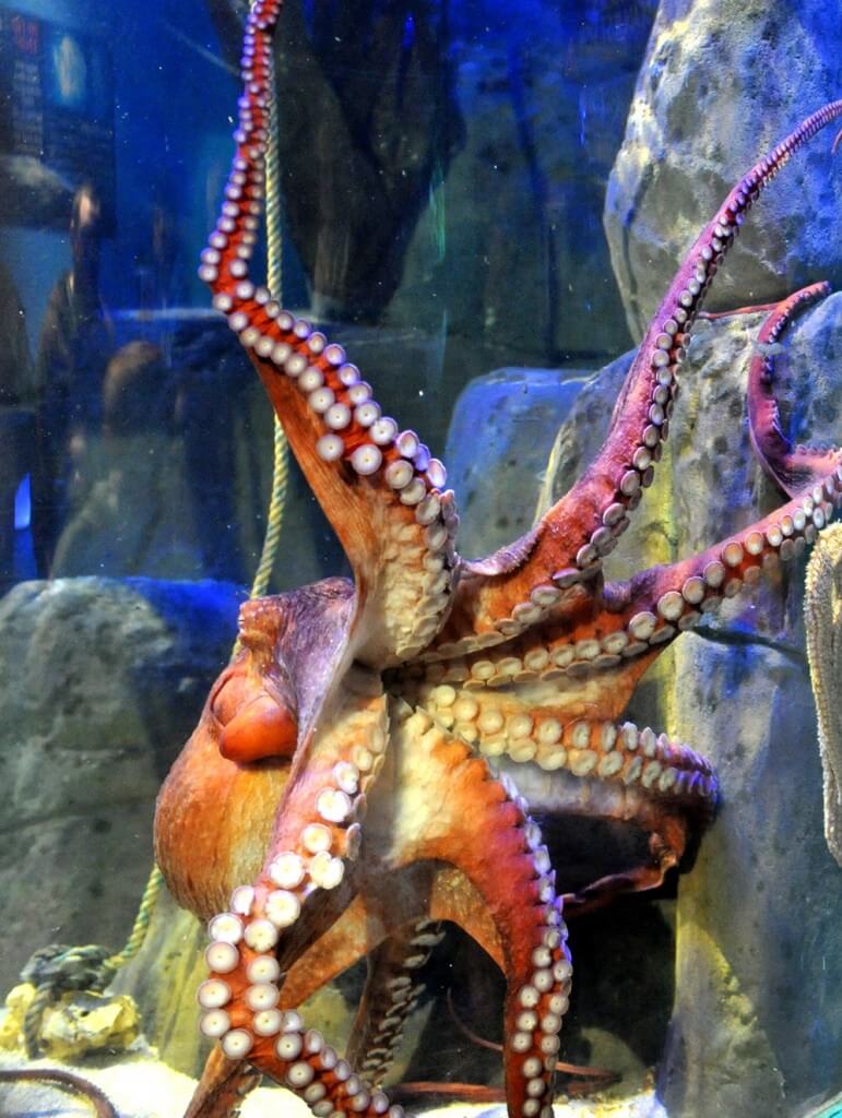 octopus-celebration-at-blue-planet-aquarium-blue-planet-aquarium