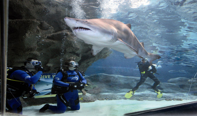 blue planet scuba happy hour blue planet scuba happy hour