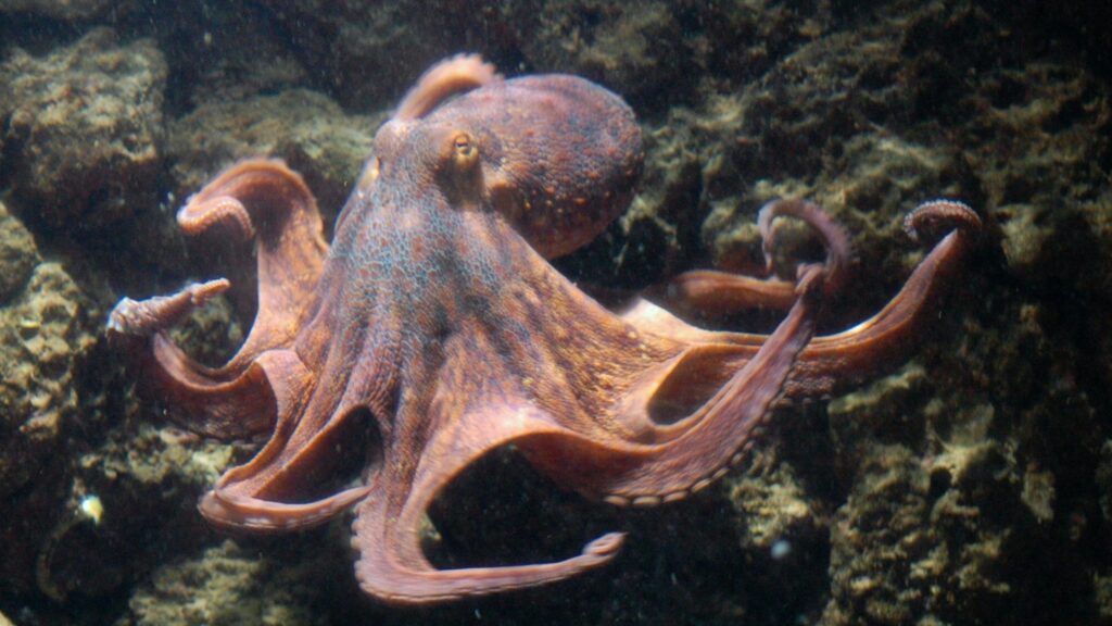 octopus