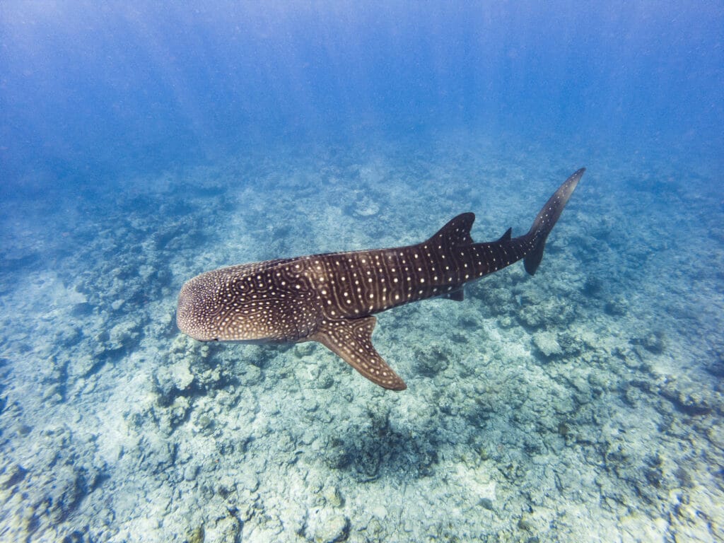 whale shark (Rhincodon typus)