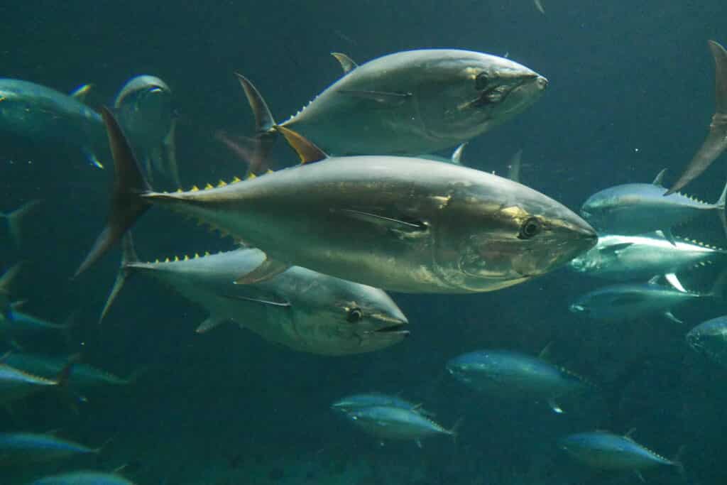 Atlantic bluefin tuna (Thunnus thynnus)