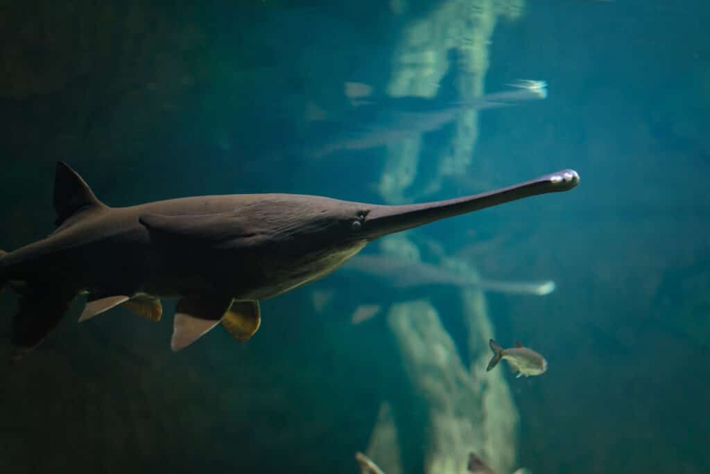 Chinese paddlefish (Psephurus gladius)