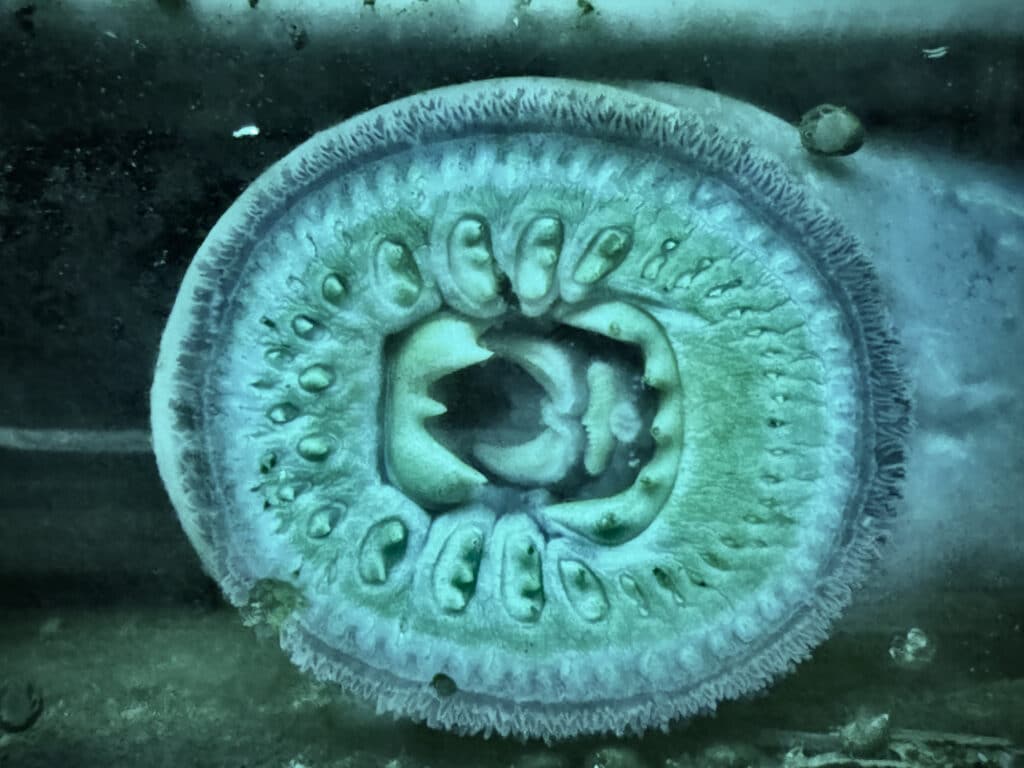 Pacific lamprey (Entosphenus tridentatus)