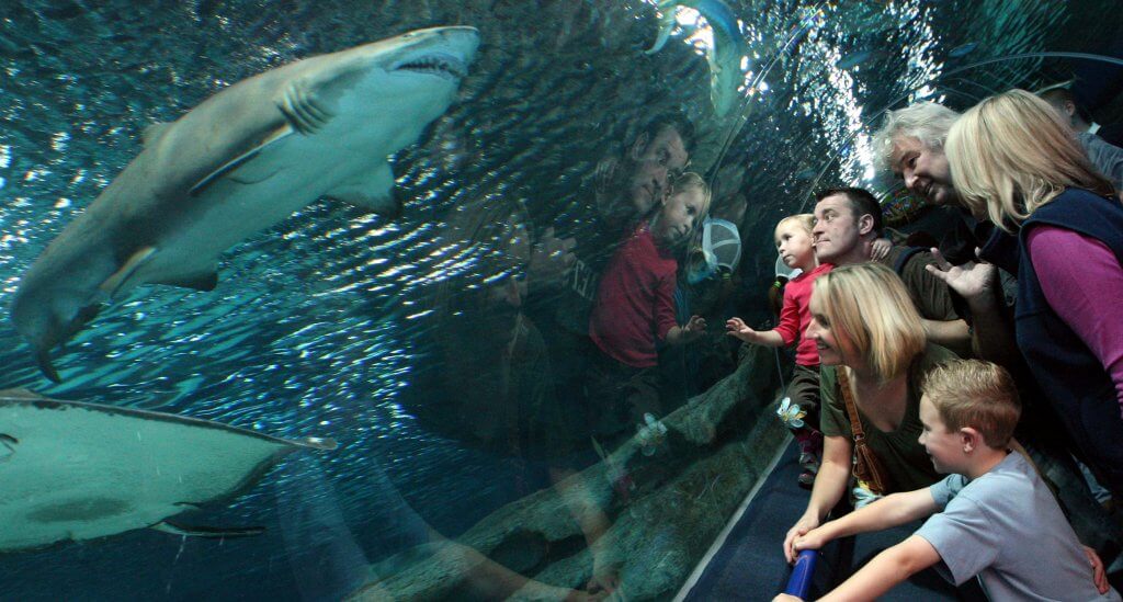 Families in shark tunnel