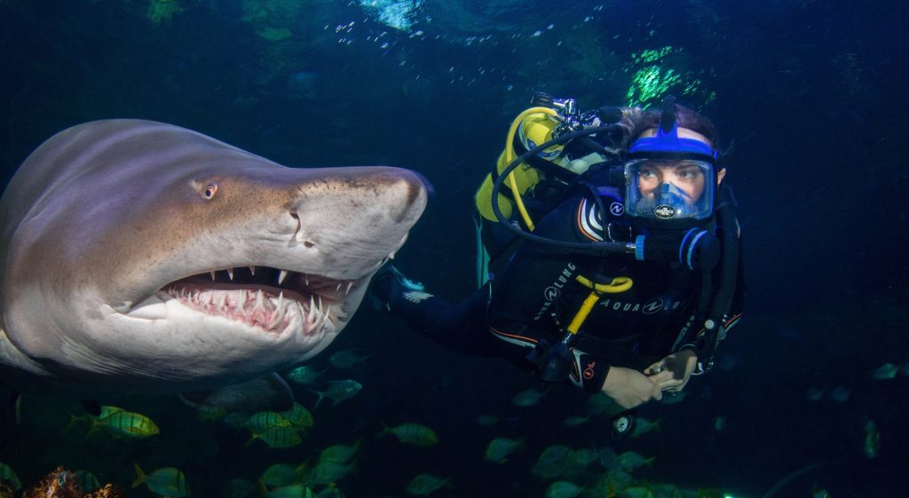 Shark Dive Photograph Wins at Annual Photography Competition