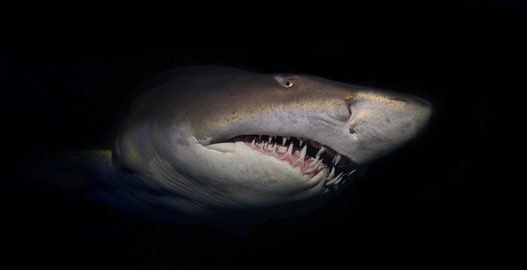 Sand Tiger Shark face