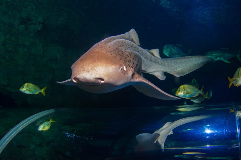 Zebra Shark