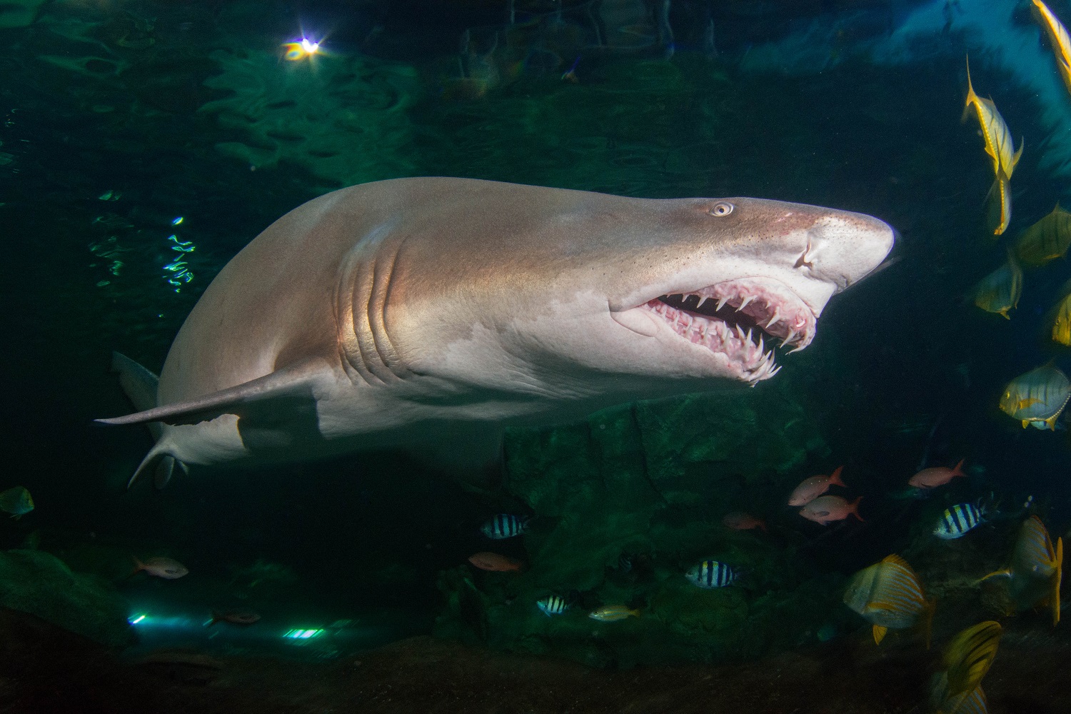 Creature Case Study: Sand Tiger Shark - Blue Planet Aquarium