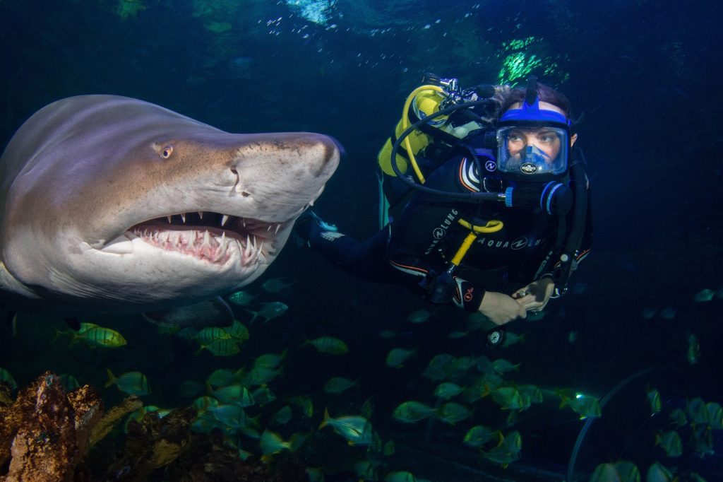 Shark and diver