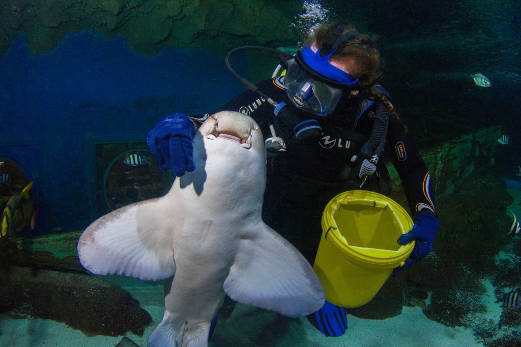 Zebra Shark and scuba diver with feeding bucket