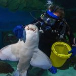 Zebra Shark and scuba diver with feeding bucket