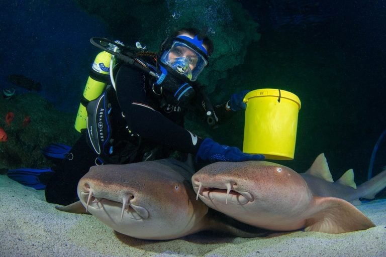 Two Nurse Sharks and Scuba Diver with feeding bucket