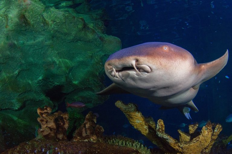 Nurse shark front on