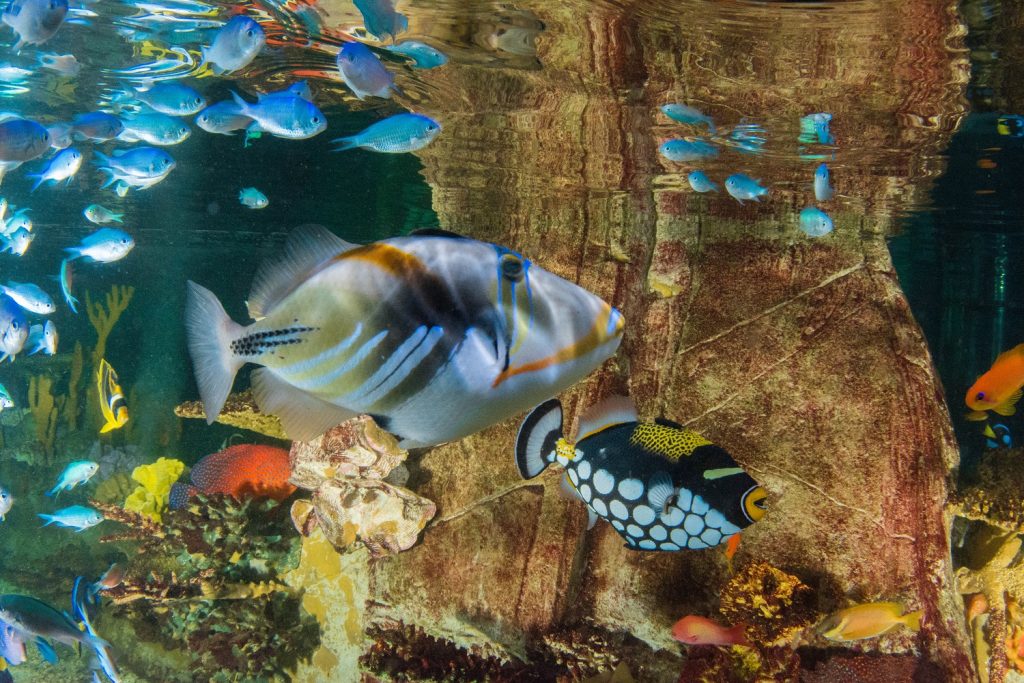 “Freddie” the Queen Triggerfish arrives at Blue Planet Aquarium