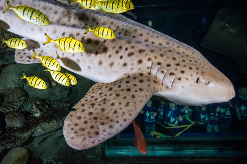 Zebra Shark with golden Travelly