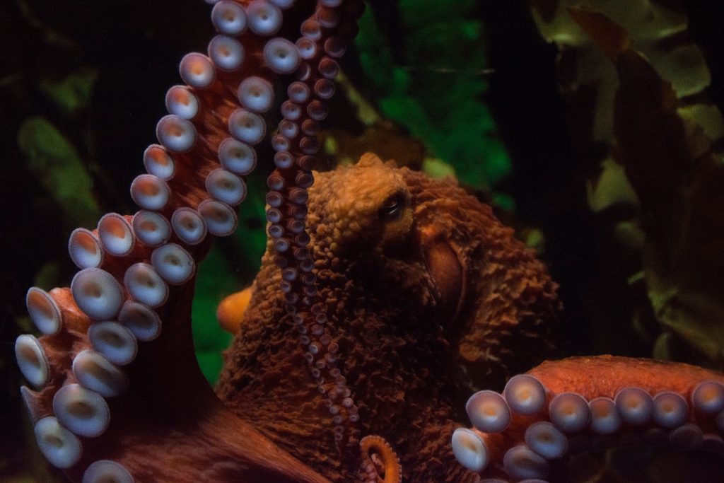 Helpful Facts to Satisfy Your Octopus Curiosities