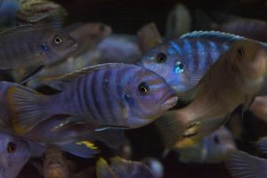 Cichlids