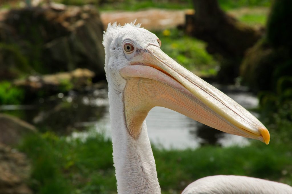 All About the Dalmatian Pelican: Weird and Wonderful Facts