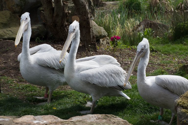 Dalmatian Pelicans