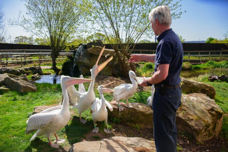 Aquarist feeding Pelicans