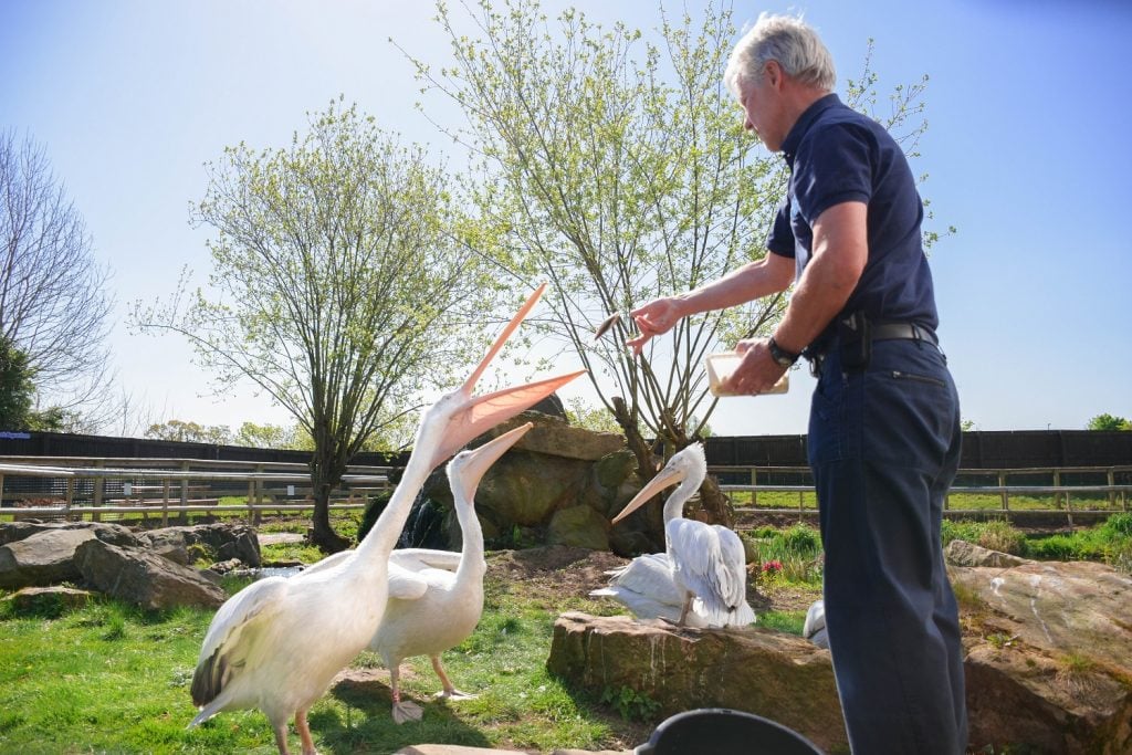 Aquarist feeding Pelicans