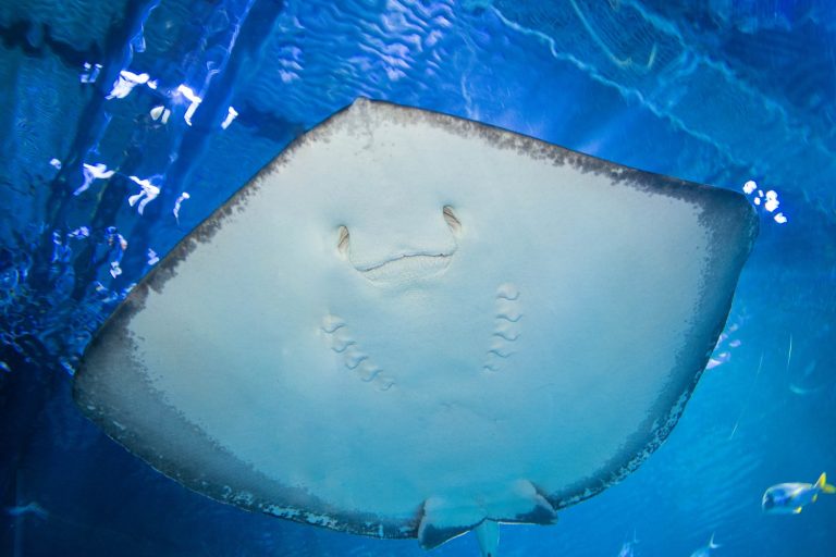 Large Stingray over Shark Tunnel