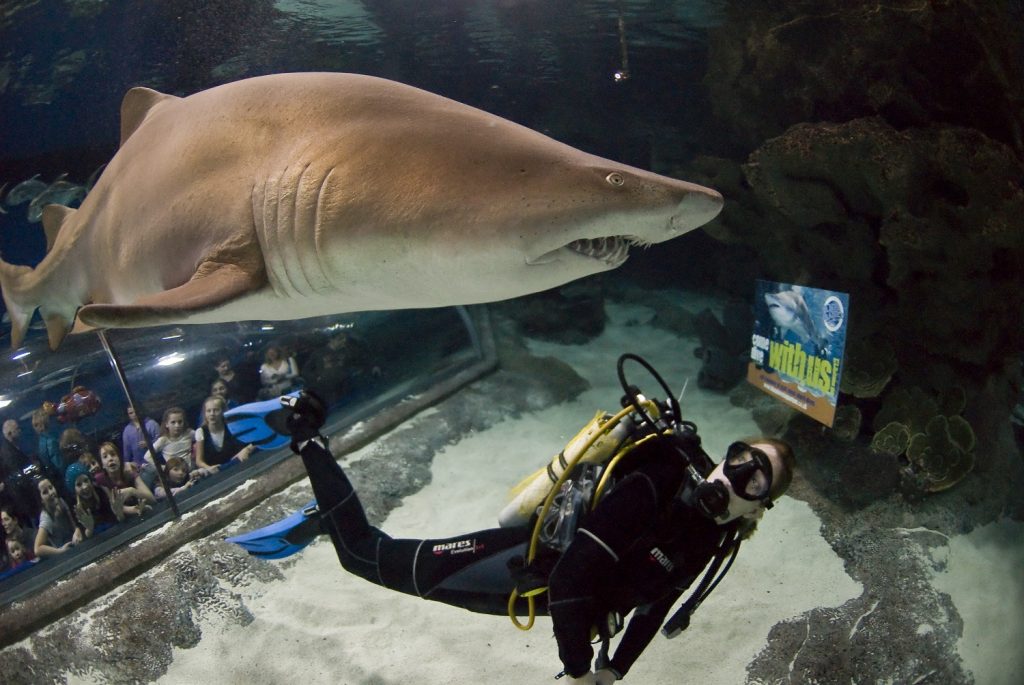 Every thought you’ll have whilst diving with sharks at Blue Planet Aquarium