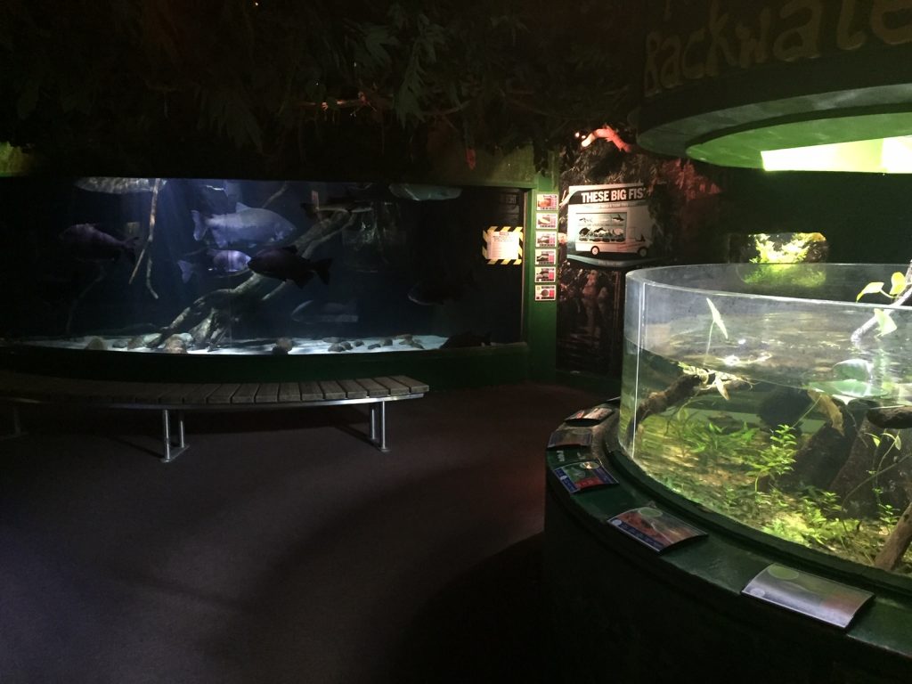 flooded forest exhibit