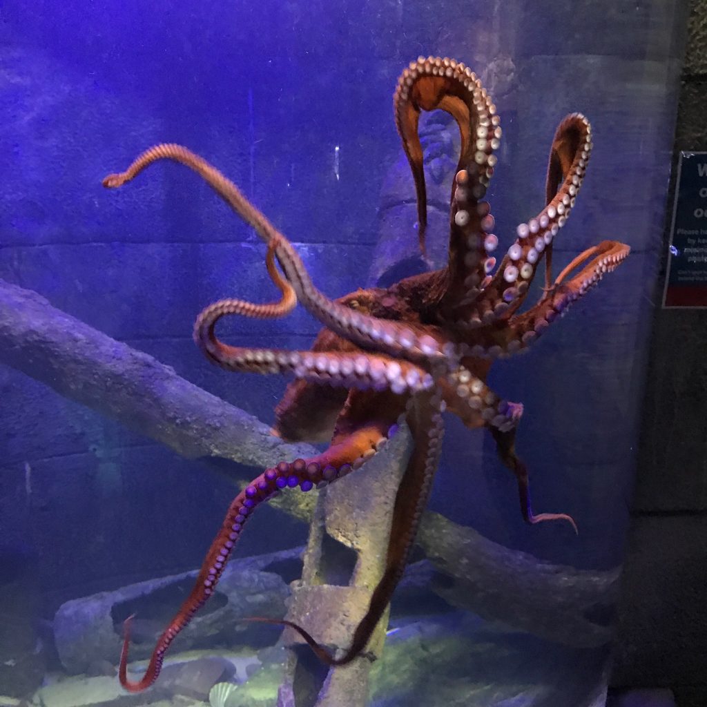 Giant Pacific Octopus