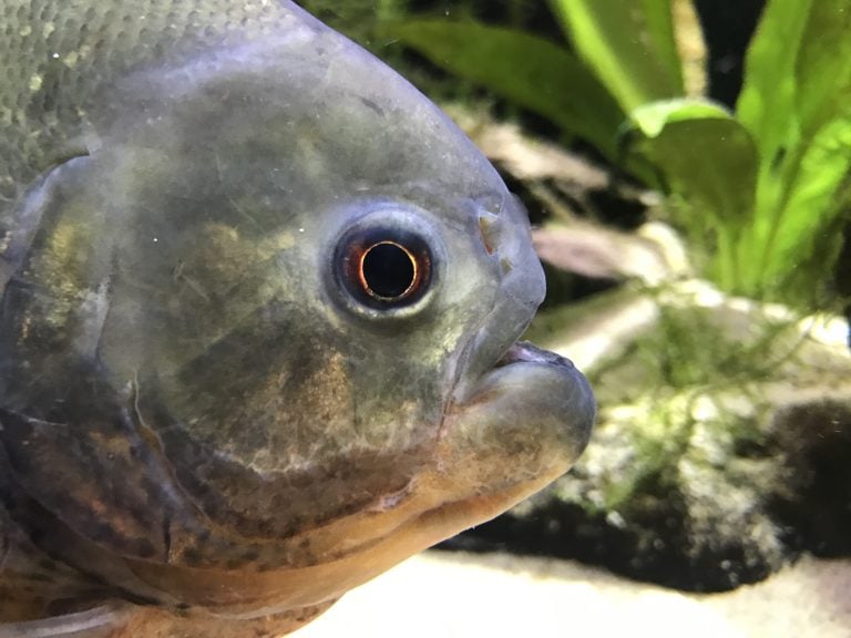Piranha face close up