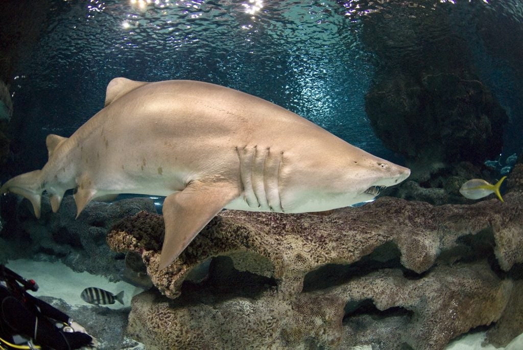Where Do Sharks Live? Fun Facts About Shark Habitat