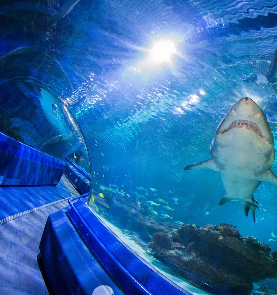 Shark Tunnel and Sand Tiger Shark