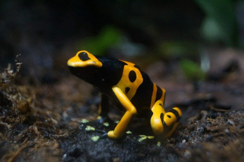 All About the Poison Dart Frog: Weird and Wonderful Facts