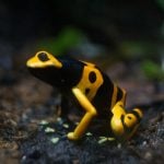 bumblebee poison frog