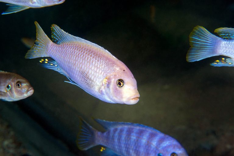 Cichlid with egg spots