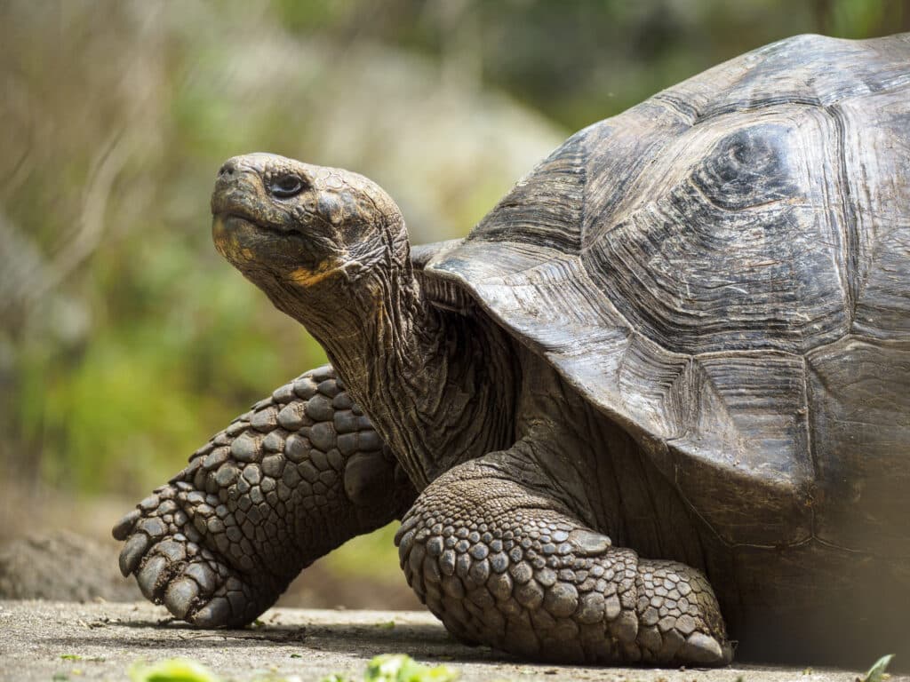The Longest Living Animals in the World Revealed
