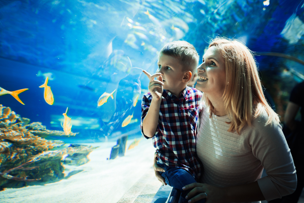 10 Reasons Your Toddler Will Love Blue Planet Aquarium