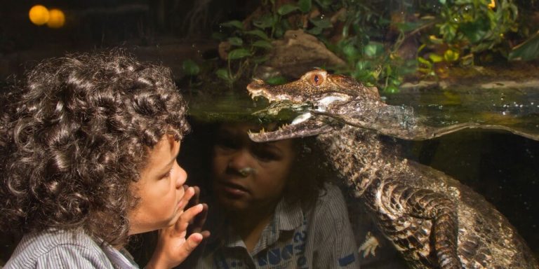 Child looking at Cuvier's Dwarf Caiman through glass