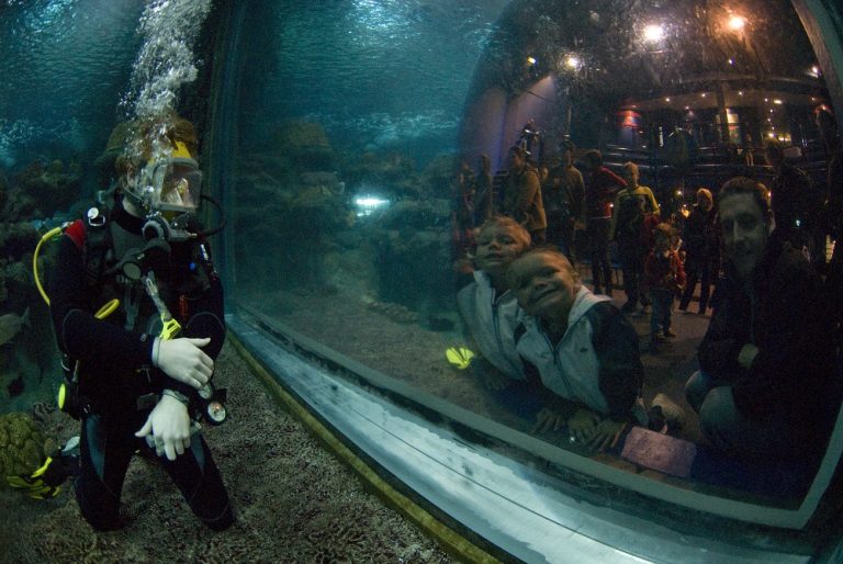 Diver and families at aquatheatre window