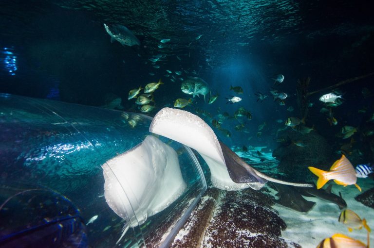 Stingray and underside reflection on the Shark Tunnel