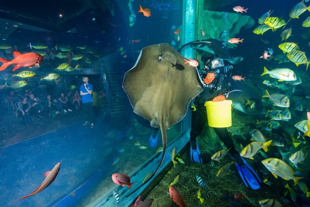Stingray and Diver at Aquatheatre presentation