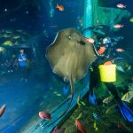 Stingray and Diver at Aquatheatre presentation