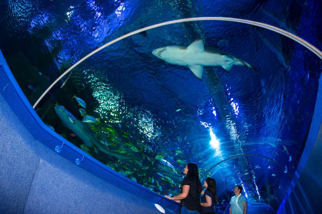 Visitors ‘shoal’ back to Blue Planet Aquarium