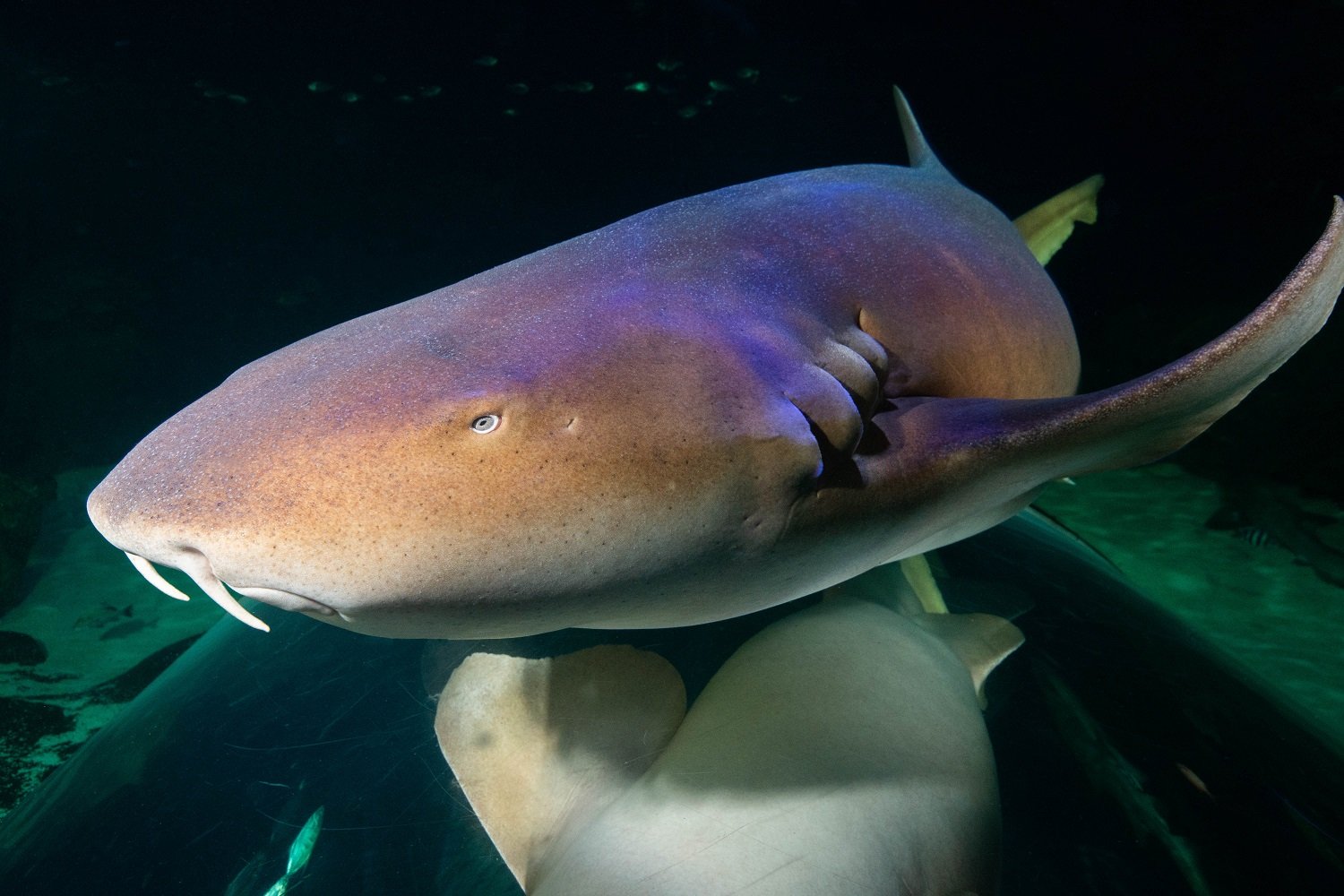 Nurse Sharks | Animals | Discover | Blue Planet Aquarium