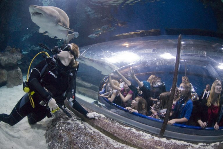 Sand Tiger Shark and diver next to Shark tunnel