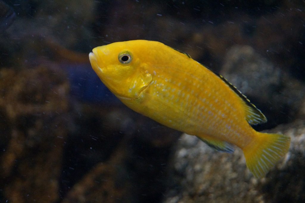 Cichlid