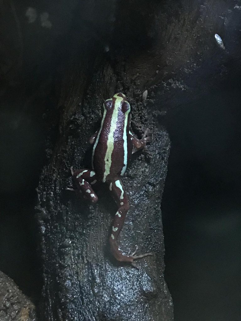 Phantasmal poison dart frog