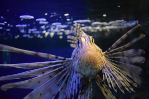 Lionfish with fins spread