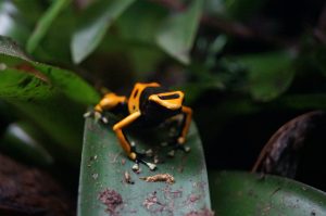 Bumblebee Poison dart frog on a leaf