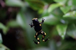 poison frog on the glass